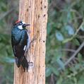 Acorn Woodpecker (Melanerpes formicivorus)