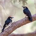 Acorn Woodpecker (Melanerpes formicivorus)
