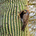 Gilded Flicker (Colaptes chrysoides)