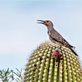 Gilded Flicker (Colaptes chrysoides)