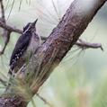 Hairy Woodpecker (Leuconotopicus villosus)