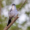 Black-tailed Gnatcatcher (Polioptila melanura)