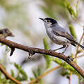 Black-tailed Gnatcatcher (Polioptila melanura)