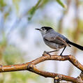 Black-tailed Gnatcatcher (Polioptila melanura)