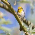 Verdin (Auriparus flaviceps)