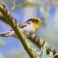 Verdin (Auriparus flaviceps)