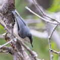 Pygmy Nuthatch (Sitta pygmaea)
