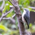 Pygmy Nuthatch (Sitta pygmaea)