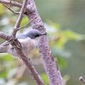 Pygmy Nuthatch (Sitta pygmaea)