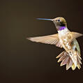 Black-chinned Hummingbird (Archilochus alexandri)