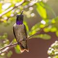 Black-chinned Hummingbird (Archilochus alexandri)