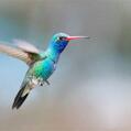 Broad-billed Hummingbird (Cynanthus latirostris)