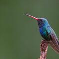 Broad-billed Hummingbird (Cynanthus latirostris)