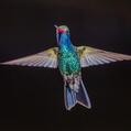 Broad-billed Hummingbird (Cynanthus latirostris)