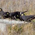 Yellow-tailed Black Cockatoo (Calyptorhynchus funereus)