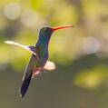 Broad-billed Hummingbird (Cynanthus latirostris)