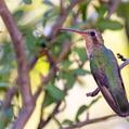 Broad-billed Hummingbird (Cynanthus latirostris)