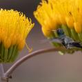 Broad-billed Hummingbird (Cynanthus latirostris)