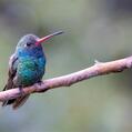 Broad-billed Hummingbird (Cynanthus latirostris)