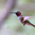 Broad-tailed Hummingbird (Selasphorus platycercus)
