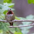 Broad-tailed Hummingbird (Selasphorus platycercus)