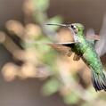 Rivoli's Hummingbird (Eugenes fulgens)
