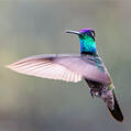 Rivoli's Hummingbird (Eugenes fulgens)