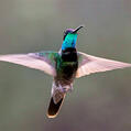 Rivoli's Hummingbird (Eugenes fulgens)