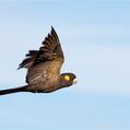 Yellow-tailed Black Cockatoo (Calyptorhynchus funereus)