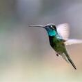 Rivoli's Hummingbird (Eugenes fulgens)
