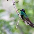 Rivoli's Hummingbird (Eugenes fulgens)