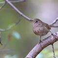House Wren (Troglodytes aedon)