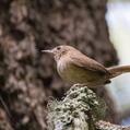 House Wren (Troglodytes aedon)