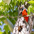 Elegant Trogon (Trogon elegans)