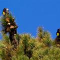 Yellow-tailed Black Cockatoo (Calyptorhynchus funereus)