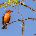 Vermilion Flycatcher (Pyrocephalus obscurus)