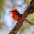 Vermilion Flycatcher (Pyrocephalus obscurus)