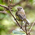 Bell's Vireo (Vireo bellii)