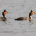 Great Crested Grebe (Podiceps cristatus)
