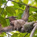 Brown-Throated Sloth (Bradypus variegatus)