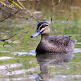 Pacific Black Duck (Anas superciliosa)