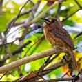 White-whiskered Puffbird (Malacoptila panamensis)