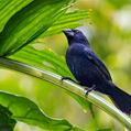 Blue-black Grosbeak (Cyanocompsa cyanoides)