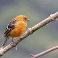 Flame-colored Tanager (Piranga bidentata)