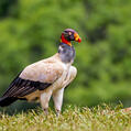 King Vulture (Sarcoramphus papa)