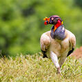 King Vulture (Sarcoramphus papa)
