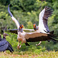 King Vulture (Sarcoramphus papa)