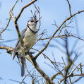 White-throated Magpie-Jay (Calocitta formosa)