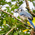 White-throated Magpie-Jay (Calocitta formosa)