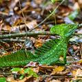 Green Basiisk (Basiliscus plumifrons)